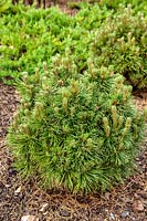 Pinus Gnom