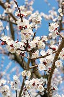Prunus armeniaca blossom in the spring