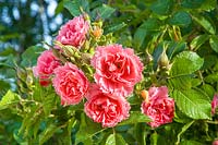 Rosa Pink Grootendorst