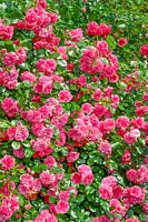 Rosa Les Quatre Saisons
