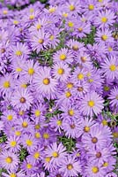Aster Lady in Blue