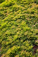 Euphorbia seguieriana subsp. niciciana