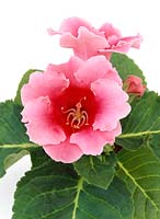 Gloxinia rose