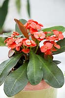 Euphorbia Miliana ® Rosso