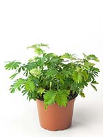 Mimosa pudica in pot