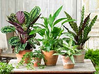 Indoor plant mix Luftreiniger