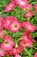 Petunia Vulcano Rose