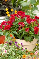 Celosia Twisted ® Red in pot