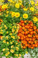 Annual mix in yellow and orange color tones