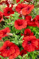 Petunia Cascadias ™ Red