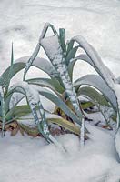 Allium porrum in the snow