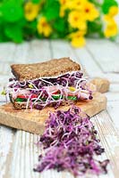 Sandwich with radish microgreens