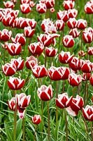 Tulipa Triumph Armada