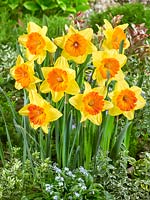 Narcissus Pride of Lions