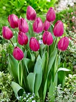 Tulipa Triumph Roeska
