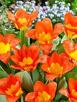 Tulipa fosteriana Oracle