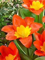 Tulipa fosteriana Oracle