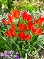 Tulipa praestans Van Tubergen's Variety