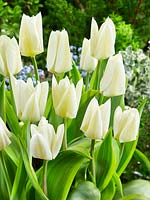 Tulipa fosteriana Purissima Blonde