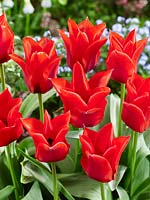 Tulipa greigii Red Surprise