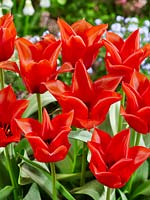 Tulipa greigii Red Surprise