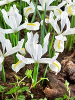 Iris White Caucasus