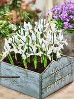 Iris White Caucasus in wooden crate
