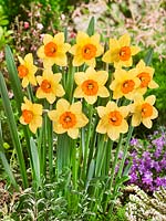 Narcissus Ambergate