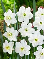 Narcissus Green Pearl