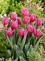 Tulipa Single Late Pink Majesty