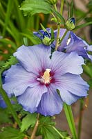Hibiscus Blue Satin ®