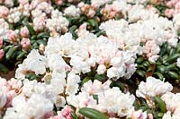 Rhododendron Schneekissen