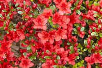 Rhododendron Fridoline