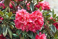 Rhododendron Berliner Liebe