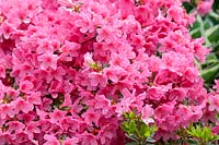 Rhododendron Kermesina