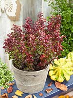 Leucothoe Twisting Red ® in pot