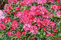 Rhododendron Anuschka