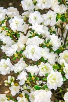 Rhododendron Schneewittchen