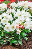 Rhododendron Lackblatt