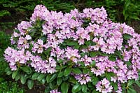 Rhododendron INKARHO-Dufthecke ® Lila