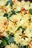 Rhododendron Goldprinz
