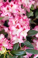 Rhododendron Hachmann's Charmant