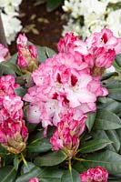 Rhododendron Hachmann's Charmant