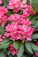 Rhododendron Kantilene
