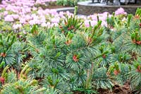 Pinus Jeddeloh