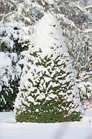 Picea Conica in the winter