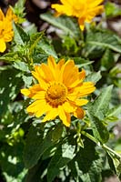 Heliopsis Tuscan Gold ™