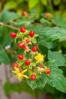 Hypericum Magical ® Red Flame