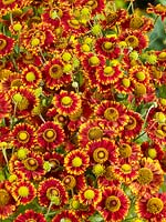 Helenium Can Can