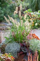 Fall planting with Pennisetum